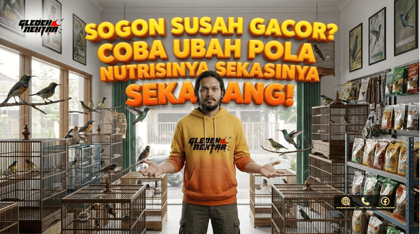 Sogon Susah Gacor? Coba Ubah Pola Nutrisinya Sekarang!